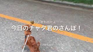 【犬】チャタ君の今日のさんぽ！リス君が出た！カラス君も出るよ！ walking dogs #dogs