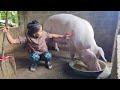 Taking care of 50-day-old pregnant giant mother pig, party to buy new flour mill