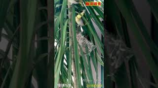 綠繡眼2018 Zosterops japonica