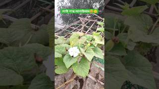 শীতকাল শেষ বড়ই আফসোস!😒vegetables in the winter #winter #vegetables #rooftop #fog #farming #summer