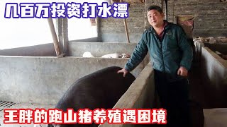 王胖的跑山猪养殖遇困境，几百万投资打水漂，山上养殖农业太不容易了！【王玮先生】