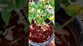 kotha kothaga pokkum jedika Rose mother plant available#new#trending#viral#vedeo#english #rose