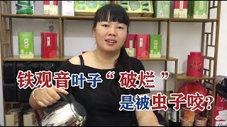 茶乡巧云: 铁观音泡开茶叶破烂，并不是品质不好，恰恰相反，您是捡到宝了！