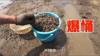 密密麻麻海瓜子泛滥，无人岛薄壳米快长满，二哥爆桶五十斤带走