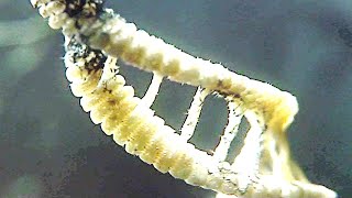 Scientists Have Just Discovered A New DNA Genetic Code That's Been Hiding Inside Human Cells