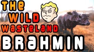 The Wild Wasteland: FALLOUT - Brahmin