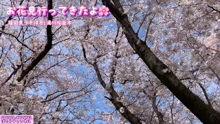 お花見行ってきたよ🌸　福岡県うきは市 流川桜並木🌸🌸🌸🌸🌸　A row of cherry trees. Ukiha City, Fukuoka Pref, Japan.2022.4.2