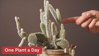 Opuntia microdasys (Bunny Ear Cactus) Houseplant Care — 8 of 365