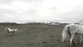 Horses Galloping in the Field