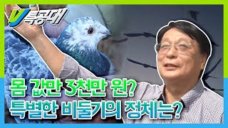 [VJ 특공대] 몸 값만 3천만 원? 비둘기 500마리를 키우는 남자 KBS 161111방송