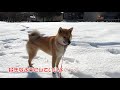 ハイテンションな柴犬　崩れかけた雪だるま⛄関係ない☆？　high tension