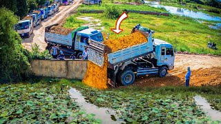 Start an Incredible New Project! Landfill in Flooded Pond by Bulldozer KOMATSU D31P \u0026 5Ton Truck