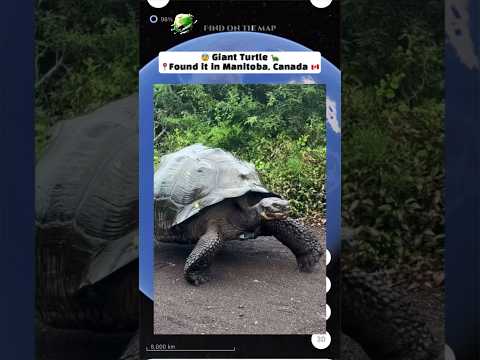 Encontré una tortuga gigante en Google Maps #googleearth #googlemaps #googlestreetview #streetview