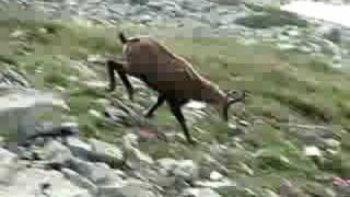 Carpathian chamois on track