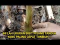 JANGAN SALAH PILIH BIBIT PISANG TANDUK,SUPAYA CEPAT BESAR DAN BERBUAH