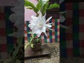 Brahma kamal flower bloom in my Garden😍🙏