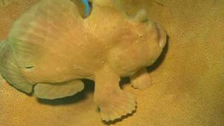 オオモンカエルアンコウ黄緑色移動/Giant Anglerfish/Antennarius commersoni