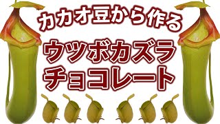 バレンタインにカカオ豆から作るウツボカズラのチョコレート！in咲くやこの花館