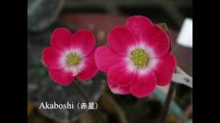 Hepaticas in Japan 9/10 [Otome-zaki], Sakuma sings 'Charade', 雪割草（乙女咲）