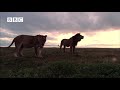 Hyena Attacks Lion & Pays the Price!