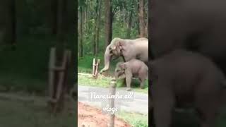 kadinda Nadi ge Banda elephant