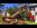 Dangerous Idiots Tree Felling Fails With Chainsaw, Big Tree Removal Fails Falling On Houses