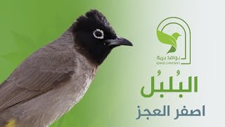 بلبل اصفر العجز بلبل سوري بلبل عربي كعيت بلبل White-spectacled bulbul