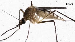 The key to fighting mosquitoes…might be with more mosquitoes | Just the FAQs