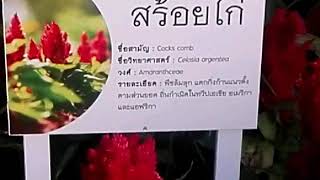 สร้อยไก่ ไม้พุ่มเตี้ย สีสันสวยสดใส มีหลายสี ทนร้อนได้ดี