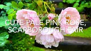 Cute Pale Pink Rose, Scarborough Fair