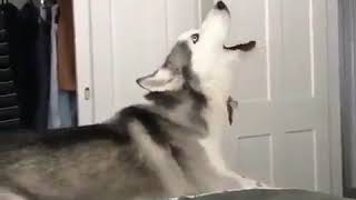 Super Saiyan Husky