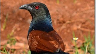 Greater Coucal - Unseen Video & Sound!!