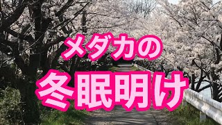 ２０２１🌸春：メダカの冬眠明けの様子（メダカの越冬後の様子）【🔄概要欄リンク→２０２０🍂🌾☃️❄️メダカの冬支度・越冬・冬眠：柿の葉と藁使用】