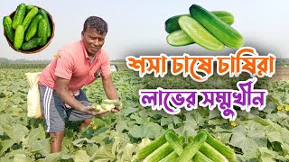 শসা চাষে চাষিরা লাভের সম্মুখীন || শসা চাষ || Cucumber Cultivation