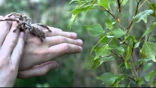handling of defensive Heteroscodra maculata