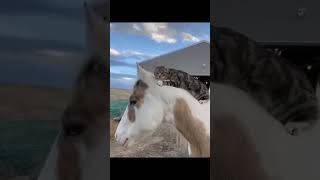 Cat with horse  |cute cat | horse