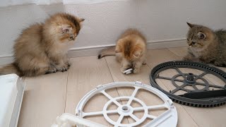 These kittens can turn even these things into toys!