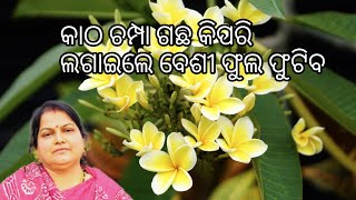 କାଠ ଚମ୍ପା ଗଛ କିପରି ଲଗାଇଲେ ବେଶୀ ଫୁଲ ଫୁଟିବ #care of champa #plumeria