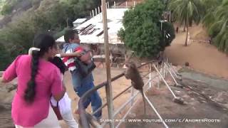 OMG! Monkey Attack Tourist Near Mihintale Complex in Sri Lanka