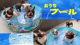 おうちプール フレンチブルドッグ 【French bulldog】