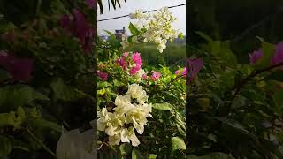 jekhane chilo Amar mon #song #music #viral #flowers #shorts