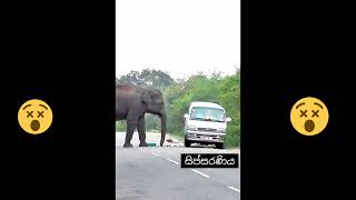 Wild Elephant attacks in Sri Lanka Buttala Kataragama Road | Wild Elephant Sri Lanka (2022)#shorts