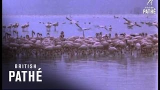 Peter Scott At Lake Nakuru (1970)