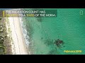 why fewer blacktip sharks are migrating to florida national geographic