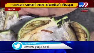 Pests infest cotton crop, Jamnagar farmers worried | TV9GujaratiNews