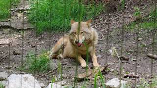 ソワソワしてたチュウゴクオオカミ　Mongolian wolf 2018 0607