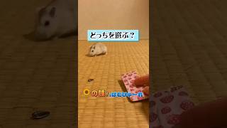 プリンちゃんはどっちを選ぶ？