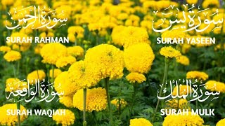 Surah Yaseen ❤️ Surah Rahman ❤️ Surah Mulk ❤️ Surah Waqiah Beautiful Voice ❤️ Heart Soothing