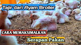 Cara Memaksimalkan Serapan Pakan Ayam Broiler