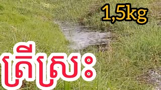 បបក់ត្រី ស្រះ 1,5kg || Snakes video fish